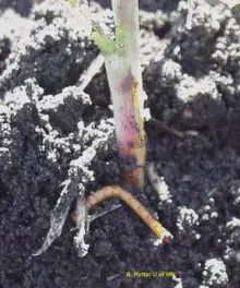 close-up de uma plântula jovem emergindo do solo. O foco está na base do caule, na linha do solo, onde é vi