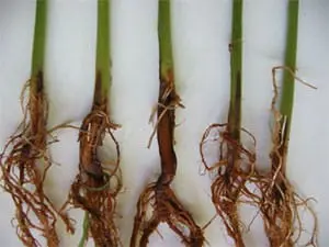 Podridão do Colo: Como Identificar os Sintomas na Planta close-up cinco colmos (caules) e sistemas radiculares de plantas jovens, provavelmente de uma cultura de gr