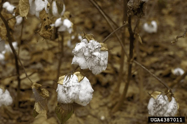 close-up de capulhos de algodão em uma lavoura, visivelmente afetados por uma condição fitossanitária. As f