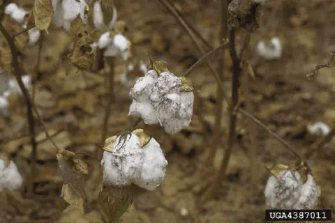 close-up de capulhos de algodão em uma lavoura, visivelmente afetados por uma condição fitossanitária. As f