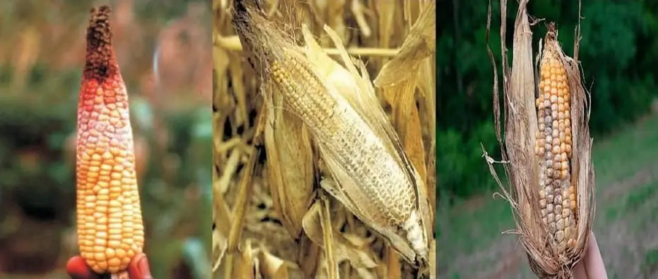 Podridão na Espiga de Milho: Como Identificar e Controlar composição de três fotografias que ilustram diferentes tipos de podridão em espigas de milho, um problema séri