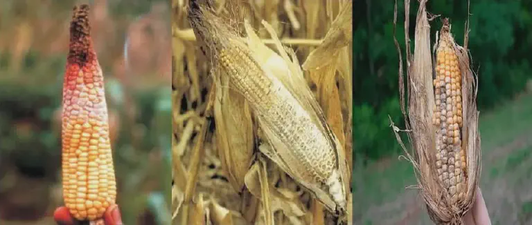 composição de três fotografias que ilustram diferentes tipos de podridão em espigas de milho, um problema séri