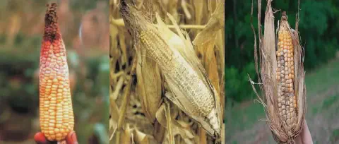 composição de três fotografias que ilustram diferentes tipos de podridão em espigas de milho, um problema séri