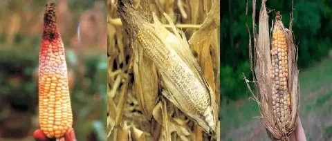 composição de três fotografias que ilustram diferentes tipos de podridão em espigas de milho, um problema séri