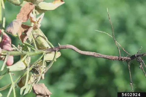 close-up detalhado de uma planta de soja doente, provavelmente arrancada do solo para inspeção. Uma mão seg