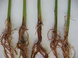 quatro plântulas de uma cultura de grãos, provavelmente trigo ou cevada, alinhadas verticalmente sobre uma sup