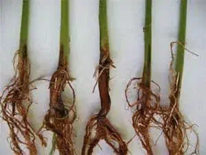 quatro plântulas de uma cultura de grãos, provavelmente trigo ou cevada, alinhadas verticalmente sobre uma sup