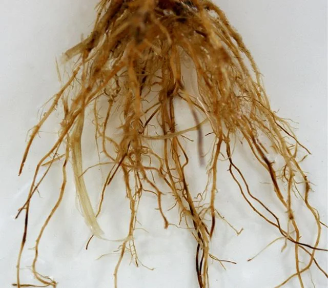 close-up detalhado do sistema radicular de uma planta, isolado contra um fundo branco e limpo. As raízes fo