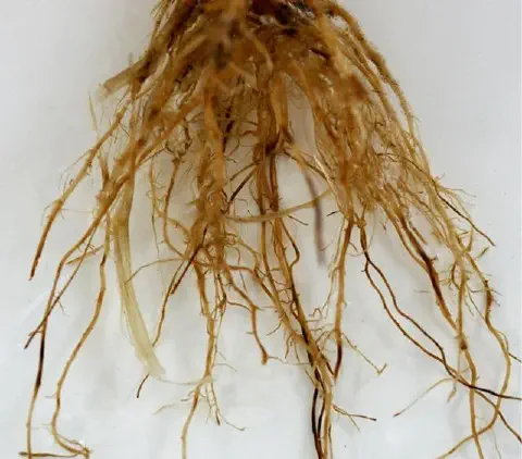 close-up detalhado do sistema radicular de uma planta, isolado contra um fundo branco e limpo. As raízes fo