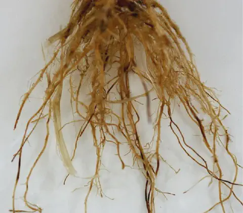 close-up detalhado do sistema radicular de uma planta, isolado contra um fundo branco e limpo. As raízes fo