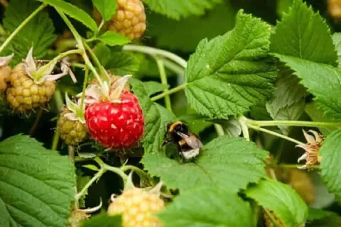 close-up de um pé de framboesa, destacando a interação entre a flora e a fauna em um ambiente agrícola. No