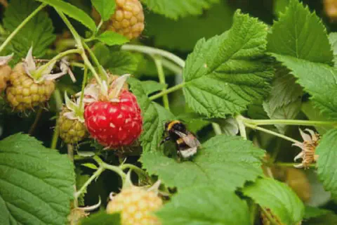 close-up de um pé de framboesa, destacando a interação entre a flora e a fauna em um ambiente agrícola. No