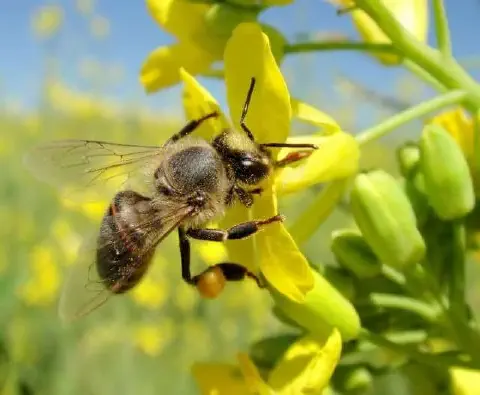 fotografia macro de uma abelha-europeia (Apis mellifera) pousada sobre uma flor amarela vibrante, provavelment