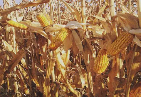 close-up de uma lavoura de milho em seu estágio final de maturação, pronta para a colheita. Os pés de milho