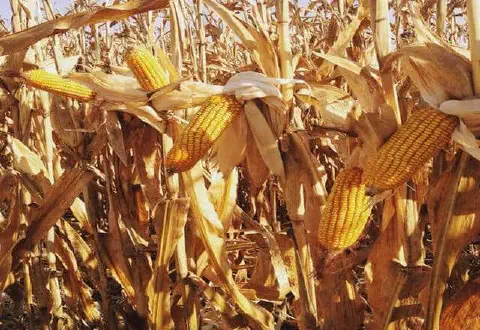 close-up de uma lavoura de milho em seu estágio final de maturação, pronta para a colheita. Os pés de milho