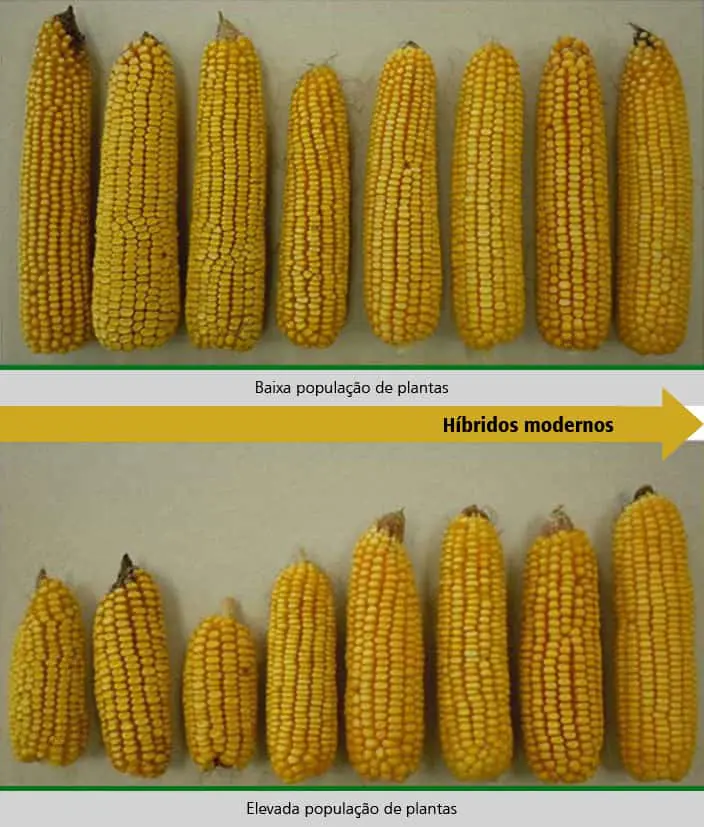 infográfico comparativo que demonstra o efeito da densidade de plantio no desenvolvimento de espigas de milho d