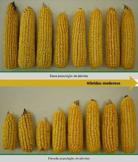 infográfico comparativo que demonstra o efeito da densidade de plantio no desenvolvimento de espigas de milho d