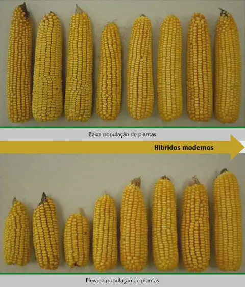infográfico comparativo que demonstra o efeito da densidade de plantio no desenvolvimento de espigas de milho d