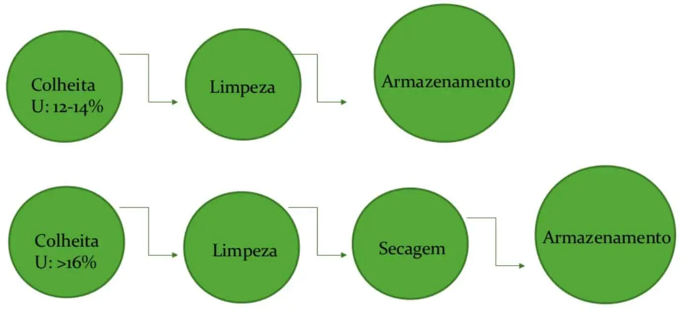 dois fluxogramas que ilustram os processos pós-colheita de grãos, diferenciados pelo nível de umidade (U) no m