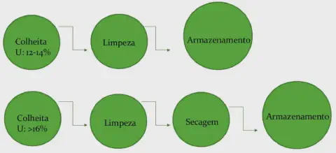 dois fluxogramas que ilustram os processos pós-colheita de grãos, diferenciados pelo nível de umidade (U) no m