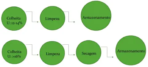 dois fluxogramas que ilustram os processos pós-colheita de grãos, diferenciados pelo nível de umidade (U) no m
