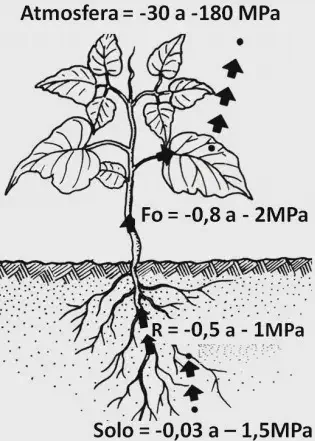 diagrama técnico em preto e branco que ilustra o conceito de potencial hídrico no sistema solo-planta-atmosfera