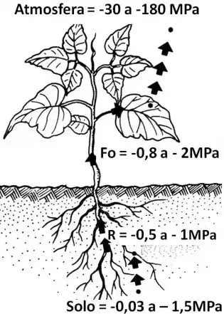 diagrama técnico em preto e branco que ilustra o conceito de potencial hídrico no sistema solo-planta-atmosfera
