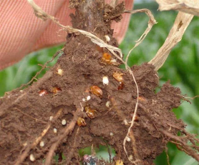 close-up detalhado do sistema radicular de uma planta recém-retirada do solo. As raízes e o torrão de terra
