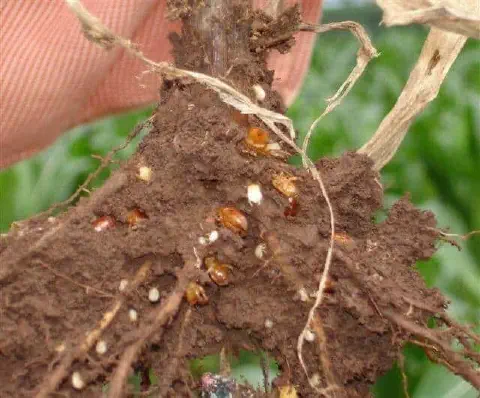close-up detalhado do sistema radicular de uma planta recém-retirada do solo. As raízes e o torrão de terra