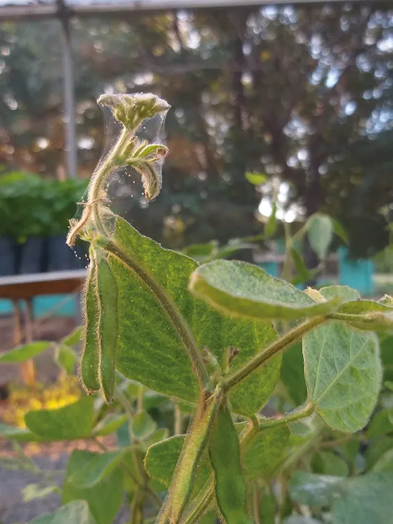 Praga na Soja: Como Identificar o Ácaro-rajado close-up detalhado de uma planta de soja em fase de desenvolvimento, com vagens verdes e folhas visíveis. O