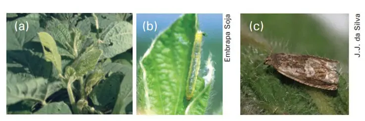 composição de três fotografias (a, b, c) que ilustram uma praga agrícola e seus efeitos na cultura da soja. A