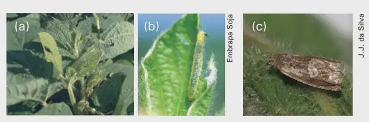 Pragas da Soja: Como Identificar a Lagarta-Enroladeira fotografias ilustrando uma praga agrícola e seus efeitos na cultura da soja