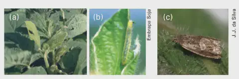 fotografias ilustrando uma praga agrícola e seus efeitos na cultura da soja