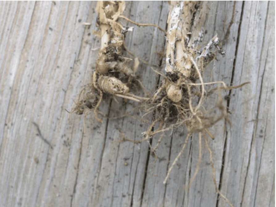 close-up de duas hastes de plantas, provavelmente soja, arrancadas e deitadas sobre uma superfície de madei