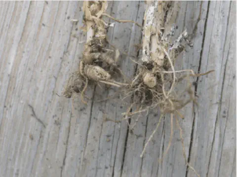 close-up de duas hastes de plantas, provavelmente soja, arrancadas e deitadas sobre uma superfície de madei