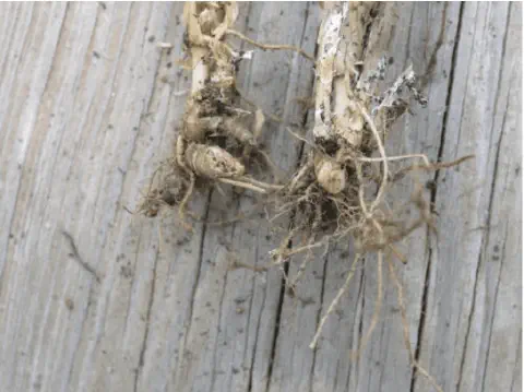 close-up de duas hastes de plantas, provavelmente soja, arrancadas e deitadas sobre uma superfície de madei