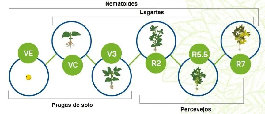 Este infográfico ilustra de forma esquemática as fases fenológicas de uma cultura, provavelmente a soja, e as principais prag