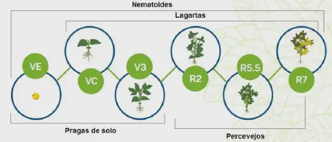 Este infográfico ilustra de forma esquemática as fases fenológicas de uma cultura, provavelmente a soja, e as principais prag