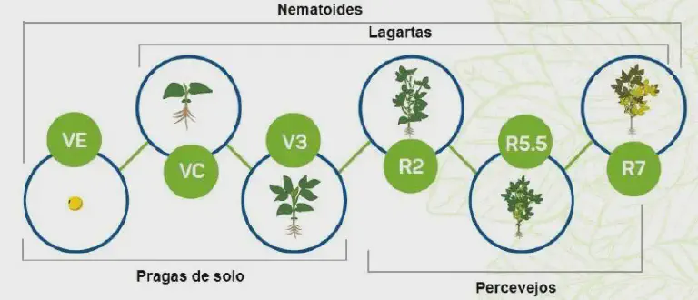 Este infográfico ilustra de forma esquemática as fases fenológicas de uma cultura, provavelmente a soja, e as principais prag