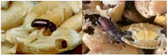 composição de duas fotografias em close-up que exibem pragas comuns em grãos armazenados. Na imagem da esquerd