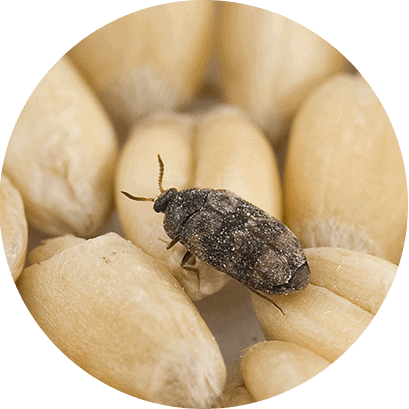 Pragas de Grãos Armazenados: Identificação e Controle uma fotografia macro de alta qualidade, com enquadramento circular, de um pequeno besouro escuro sobre grãos d