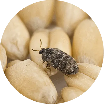 uma fotografia macro de alta qualidade, com enquadramento circular, de um pequeno besouro escuro sobre grãos d