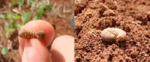 composição de duas fotografias que exibem pragas de solo comuns na agricultura. Na imagem da esquerda, uma pes