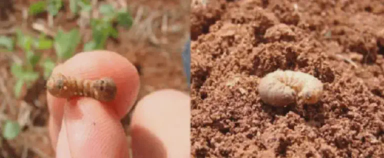 Pragas de Solo: Como Identificar Lagarta-Rosca e Coró composição de duas fotografias que exibem pragas de solo comuns na agricultura. Na imagem da esquerda, uma pes