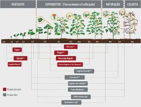 Este infográfico detalha as fases fenológicas da cultura do algodão, correlacionando cada estágio de desenvolvimento da plant