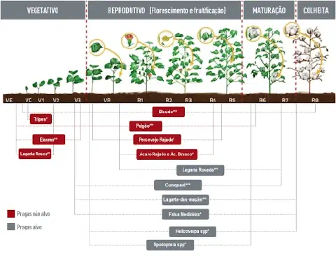 Este infográfico detalha as fases fenológicas da cultura do algodão, correlacionando cada estágio de desenvolvimento da plant