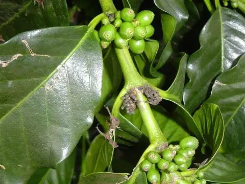 close-up detalhado de um ramo de cafeeiro, mostrando cachos de frutos de café ainda verdes e em fase de des