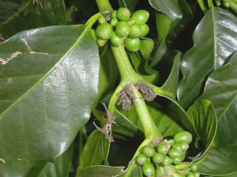close-up detalhado de um ramo de cafeeiro, mostrando cachos de frutos de café ainda verdes e em fase de des