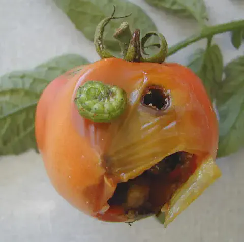 close-up de um tomate vermelho severamente danificado por uma praga. Na superfície do fruto, uma lagarta verde com listras amareladas e pretas está visível.