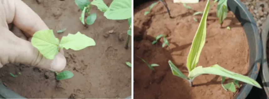 composição de duas fotografias que ilustram problemas comuns no estágio inicial de desenvolvimento de culturas